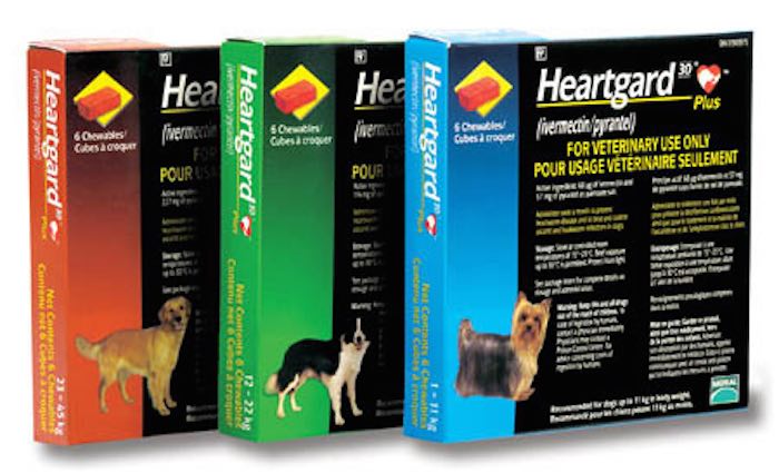 Protect Your Dog From Adverse Drug Reactions to Ivermectin