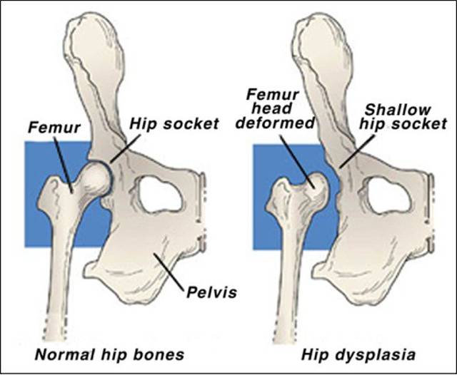Canine Hip Dysplasia: Symptoms, Diagnosis, Treatment and Prevention