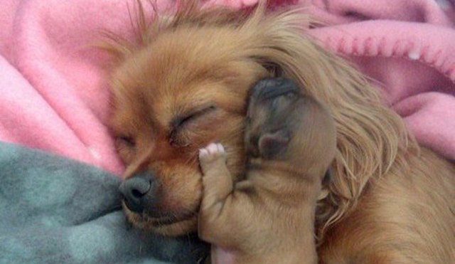 Woman Rescues Abandoned Dog and Ends Up Saving Three Lives