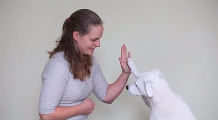 Abandoned, Unruly Deaf Dog Becomes Star Canine Good Citizen