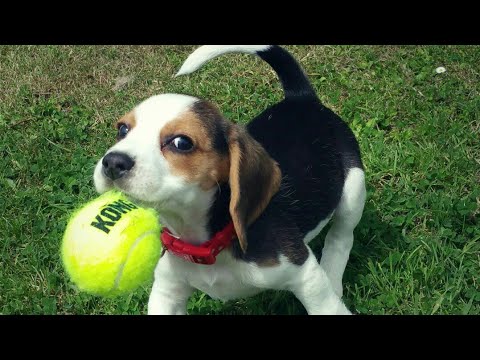 Clumsy Dogs Can’t Catch Balls