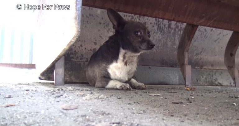 hugo rescued by hope for paws