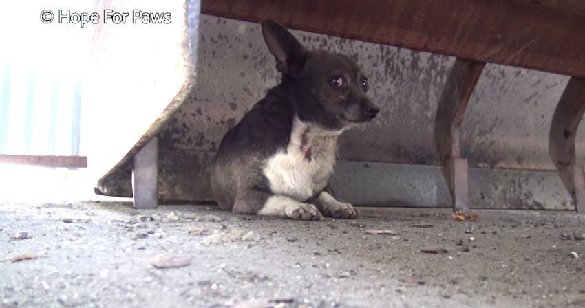 Tiny Stray Dog Attacked by Other Dogs on the Street Finally Gets Rescued
