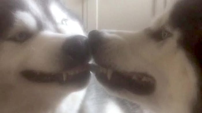 huskies in tug-of-war