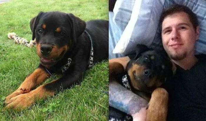 Young Man Credits His Rottweiler With Helping Him Make Lifesaving Recovery