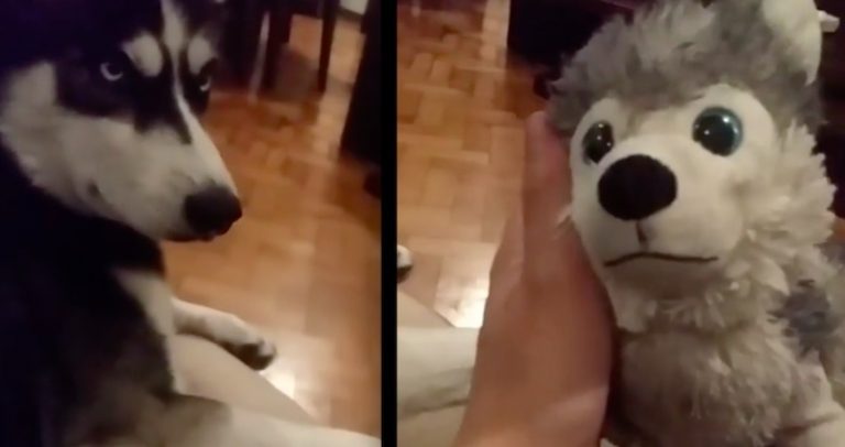 husky jealous of toy