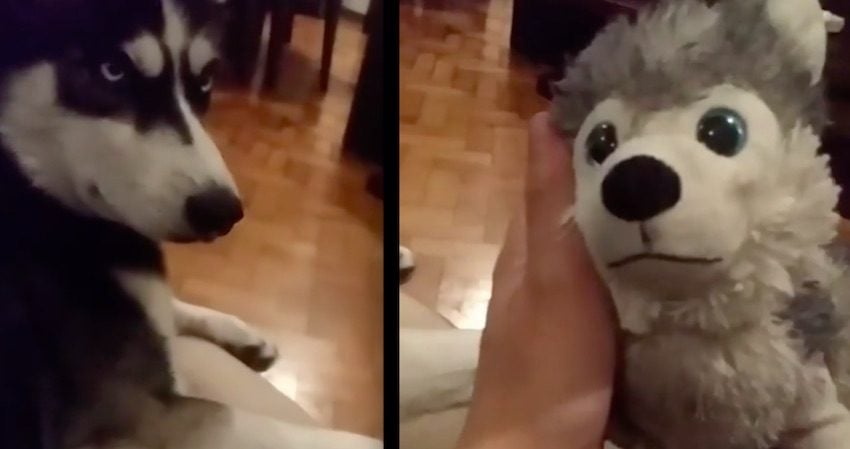 Husky Gets Jealous of Stuffed Animal