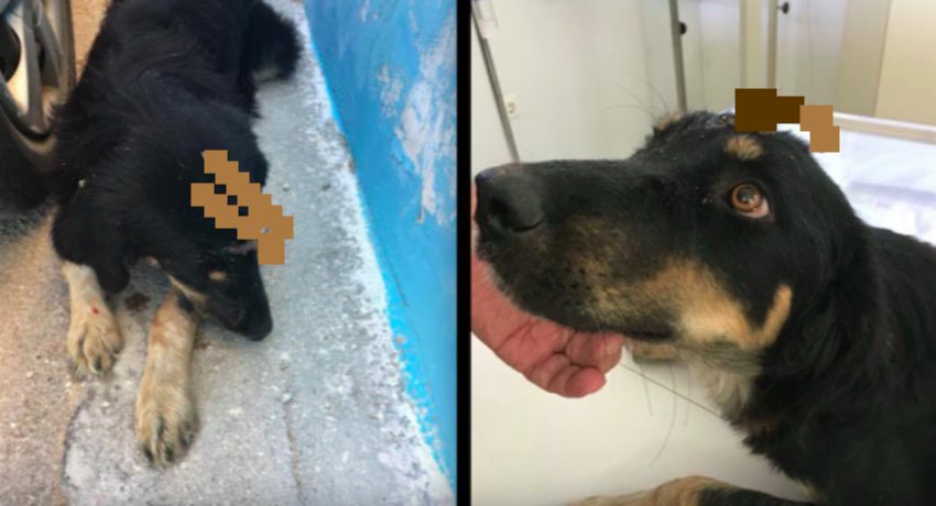 Friendly Street Dog Found with Trident Speared into Her Skull