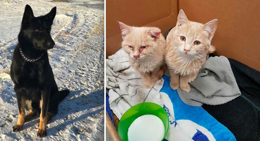 Police Dog Sniffs Out Two Nearly-Frozen Kittens Beside Snowy Dirt Road