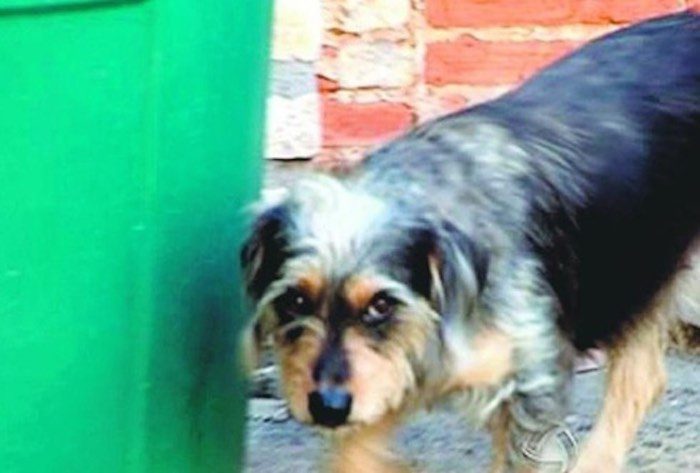 Family Dog Saves Baby Put in Drum Barrel Full of Water by Armed Robbers
