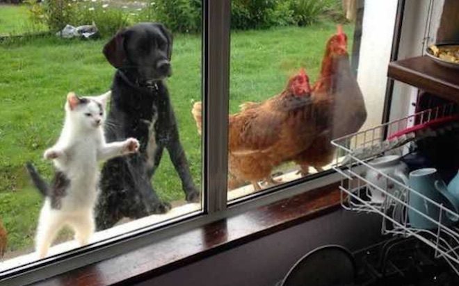 13 Pets Who Hilariously Want to be Let Back Inside