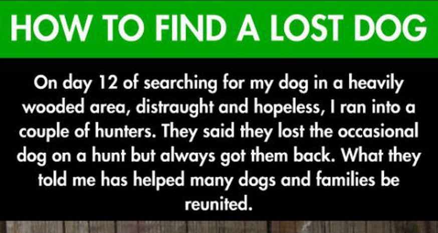 Man Thought He’d Never See His Dog Again, Then He Followed This Tip And Found His Best Friend