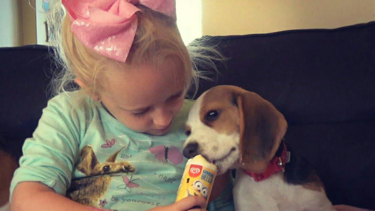 Beagle puppy eats ice cream for first time and shares with best friend