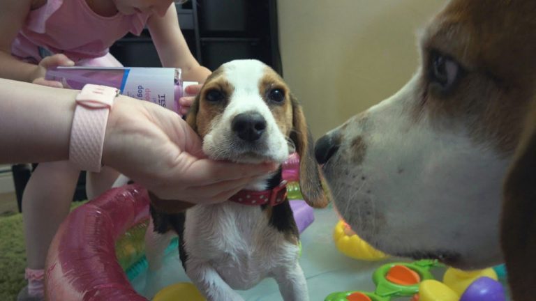 Our New Puppy’s First Bath Time