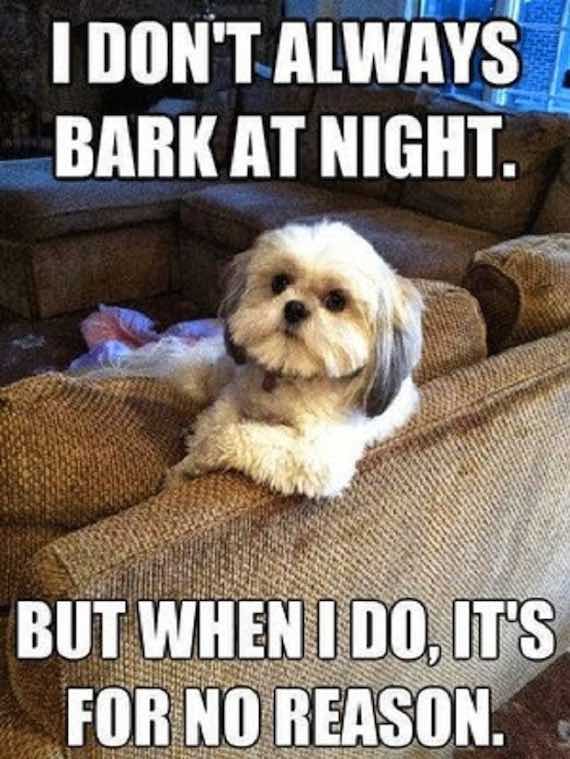 Funny Dog Memes That Will Have You In Stitches