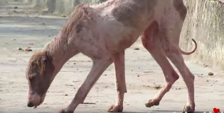 stray puppy rescued by animal aid unilimited