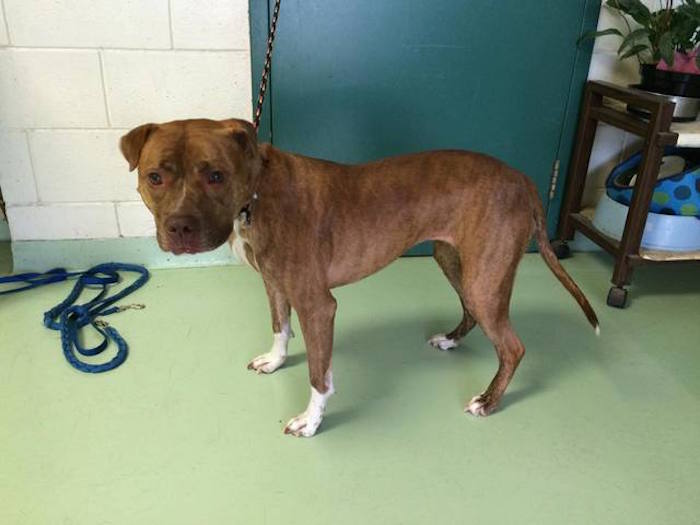 Dog Left at Shelter Cries as She Watches Her Human Walk Away, Days Later, Everything Changes