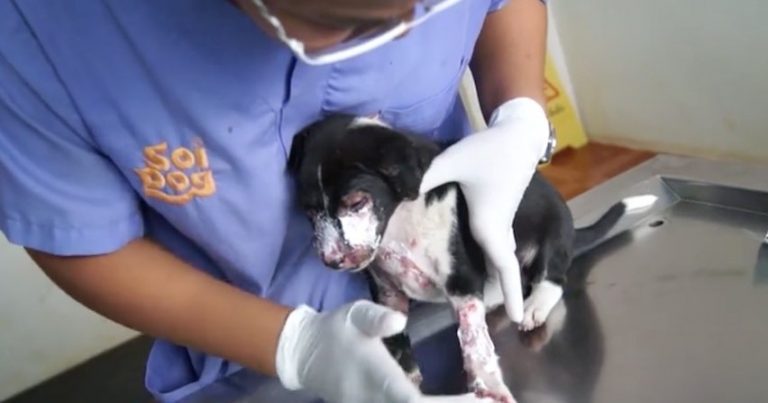 Starving Puppy So Hungry She Tries To Pull Bones From a Camp Fire