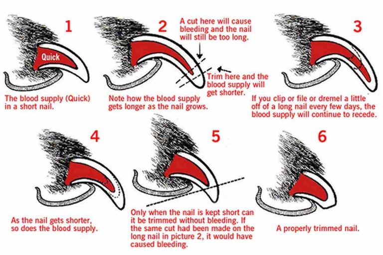 How to Trim Your Dog’s Nails and Why Long Toenails are Harmful to Your Dog’s Health