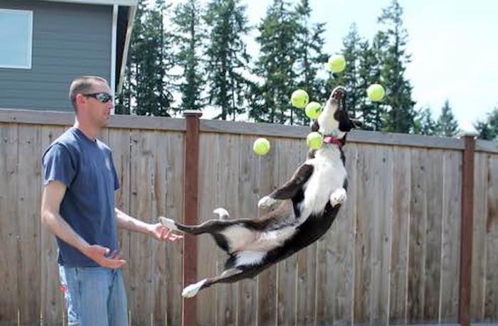 Couple Give Their Three Rescue Dogs A Gift They Will Never Forget