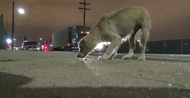 Hope For Paws rescues Opal from streets