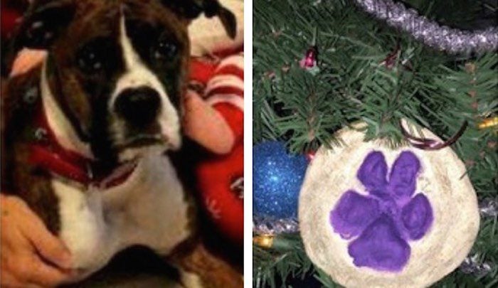 Family Warns Others After Their Beloved Dog Dies From Eating Dough Ornament