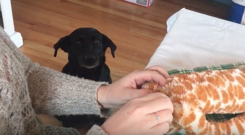 Dog Patiently Waits for Beloved Toy to be Repaired