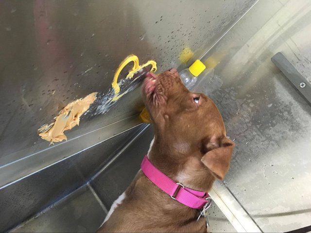 Shelter Has the Best Way to Help Homeless Dogs Learn to Love Bath Time