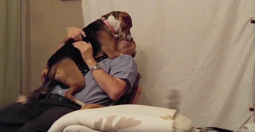 Deathly Afraid Shelter Dog Gets Adopted and Adores Her New Human