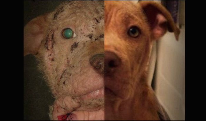 Sick Puppy Was Going To Die Until One Man Saw Her Photo And Changed Everything