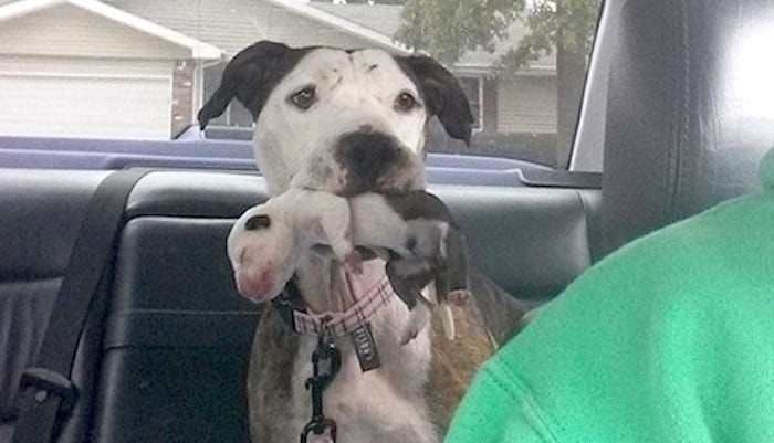 Abused Pit Bull Thrown from Moving Car Rescued Just in Time