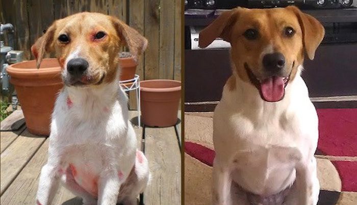 Formerly Abused Dog Finds Her Way Back To Her Rescuer After Running Away From New Family To Find Him