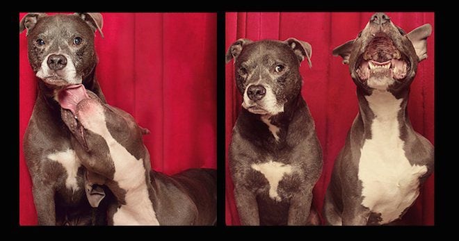 Pit Bulls In Photo Booth Break Breed Stereotypes And Have Inspiring Stories