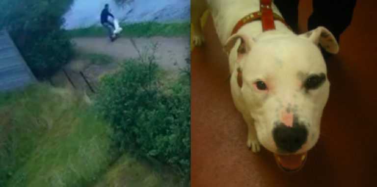 Man Who was Caught Beating His Dog on Camera Banned from Keeping Dogs