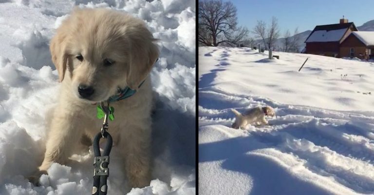 puppy wipes out in snow