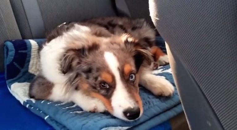 Sleepy Dog Has the Funniest Reaction When His Favorite Song Comes on the Radio