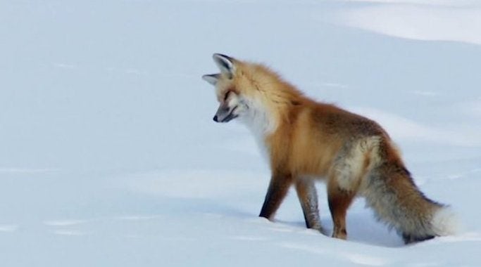 How Red Foxes Hunt For Mice In The Deep Snow Is Fascinating