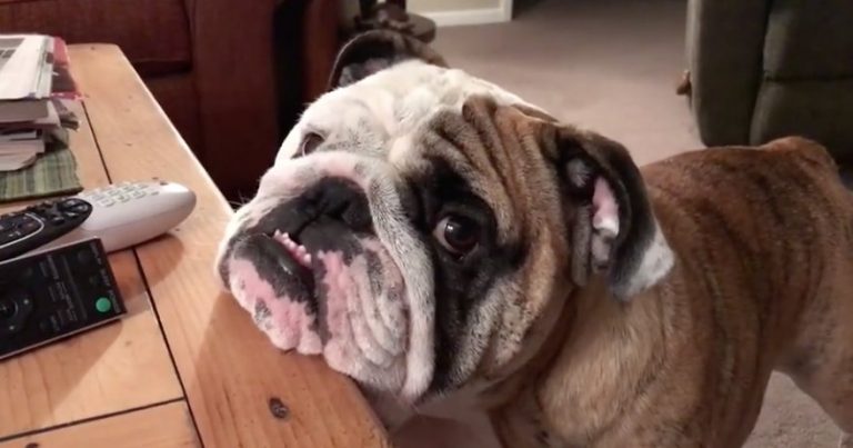 bulldog serenaded