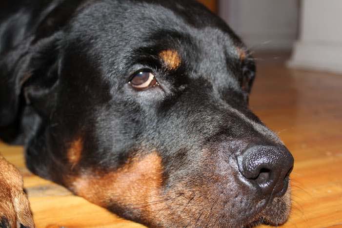 Anterior Cruciate Ligament (ACL) Injuries in Dogs: Treatment and Management