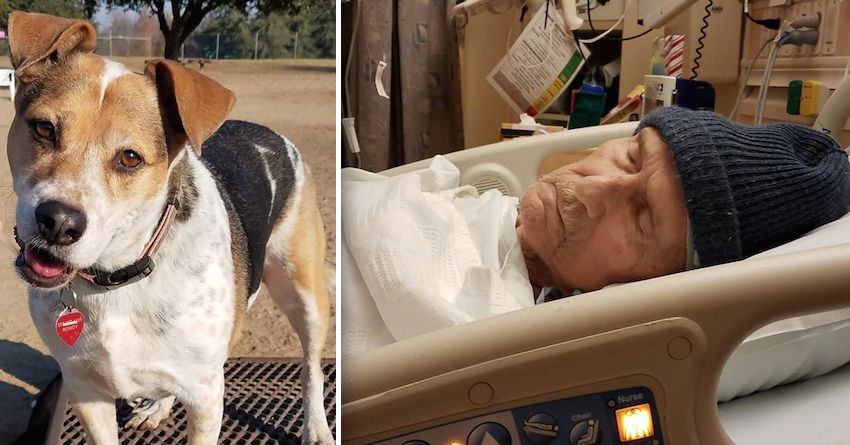 Dying Man’s Last Wish is to Find His Beloved Dog a Good Home