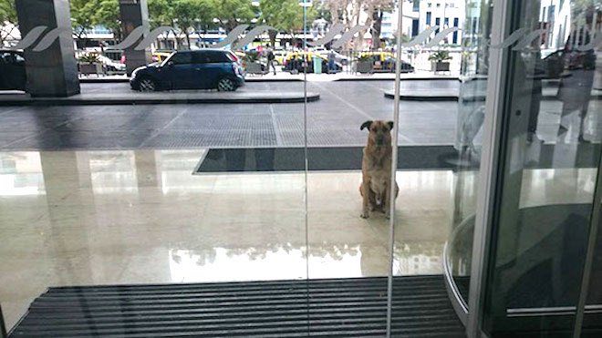 Flight Attendant Adopts Street Dog Who Devotedly Waited for Her Outside Hotel for Six Months