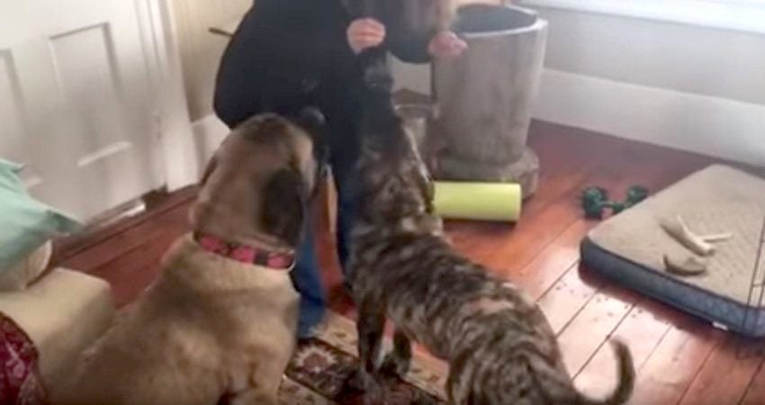 Big Dog Surprises Everyone When He Teaches Puppy How To Sit