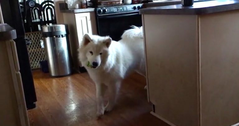 Samoyed does happy dance