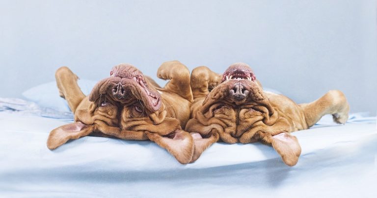 Upside Down dogs