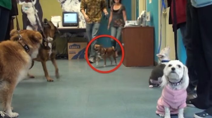 Shelter Dog Dreams About Finding a Family for the Holidays