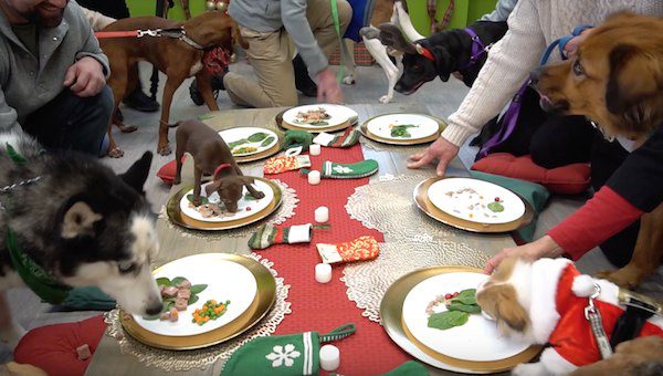 shelter dogs get holiday surprise