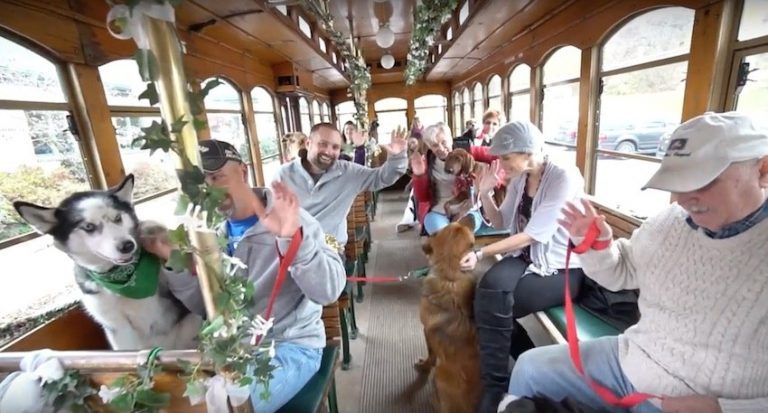 shelter dogs given christmas surprise