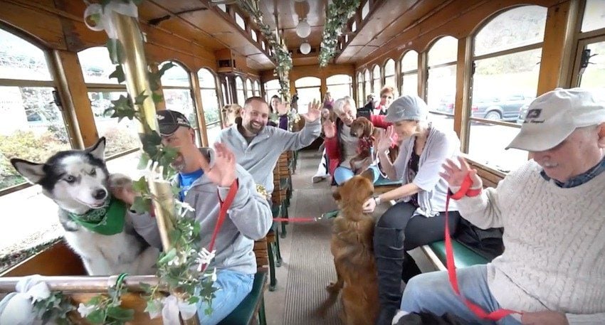 Homeless Dogs Selected to Enjoy ‘Best Holiday Ever’ Get a Day to Remember