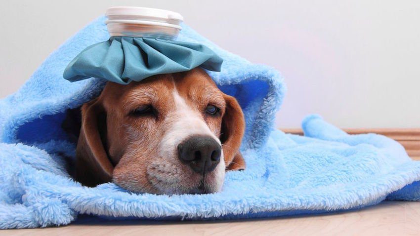 Symptoms, Treatment and Prevention of Dog Flu (Canine Influenza)
