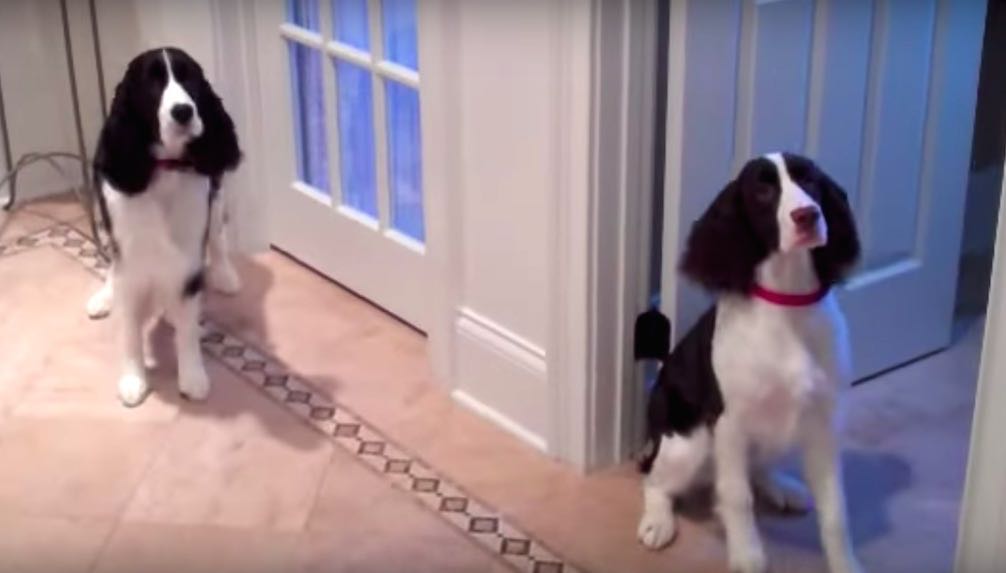 Excited English Springer Spaniels Have Adorable Routine Before Meals